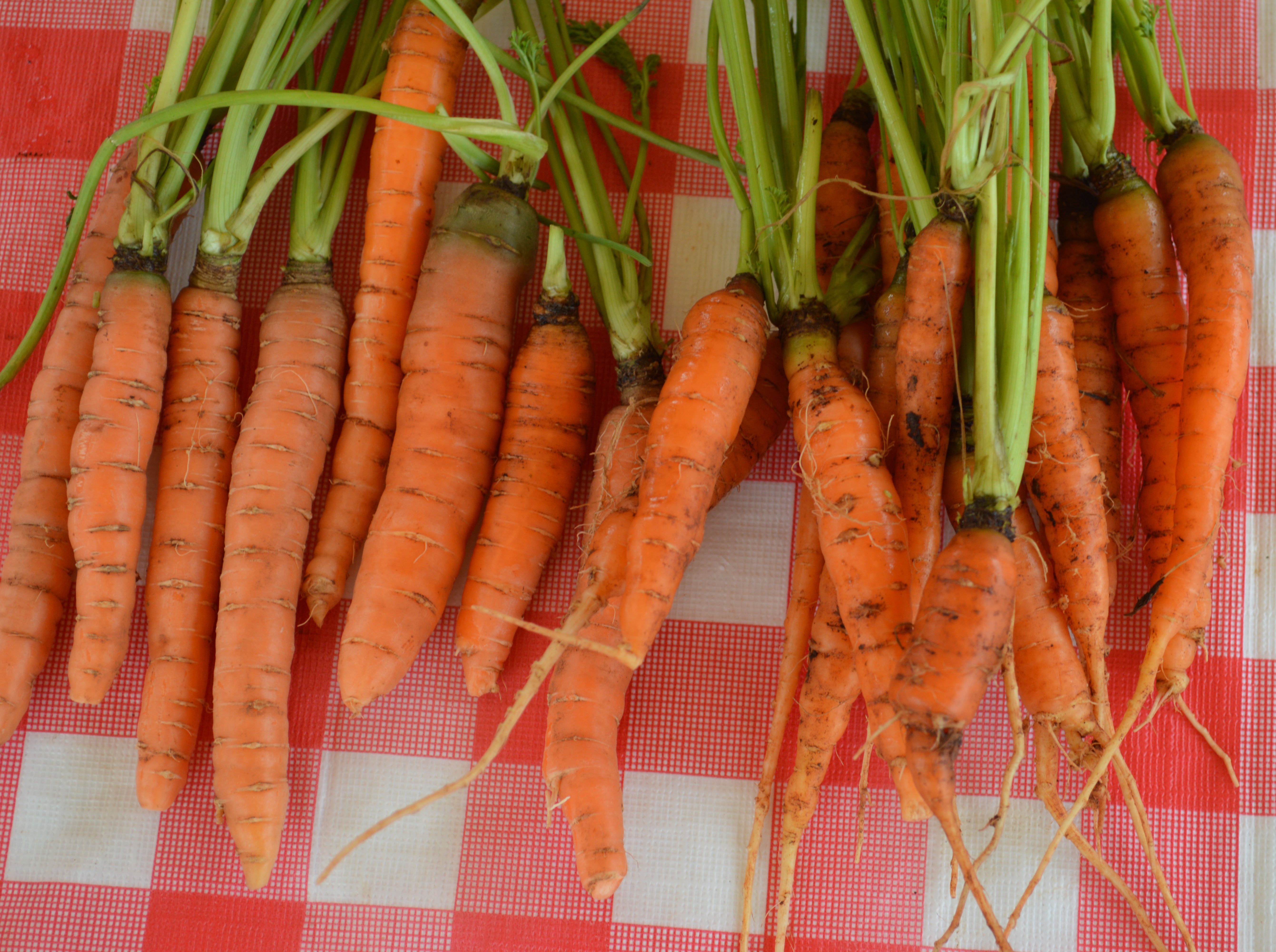 Farmer's Market 4