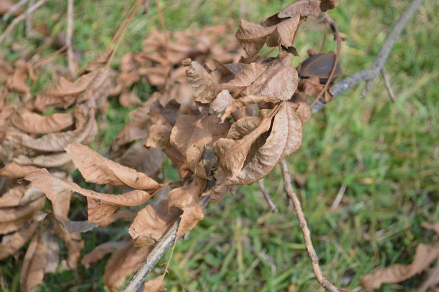 dead leaves