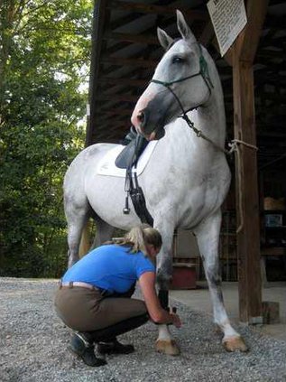 3 Horse pic3