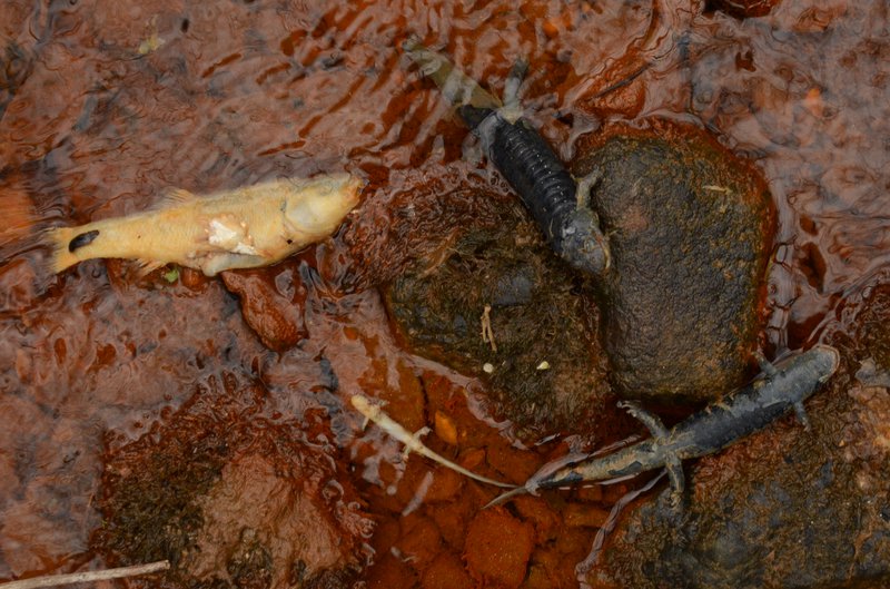 Water contamination 8