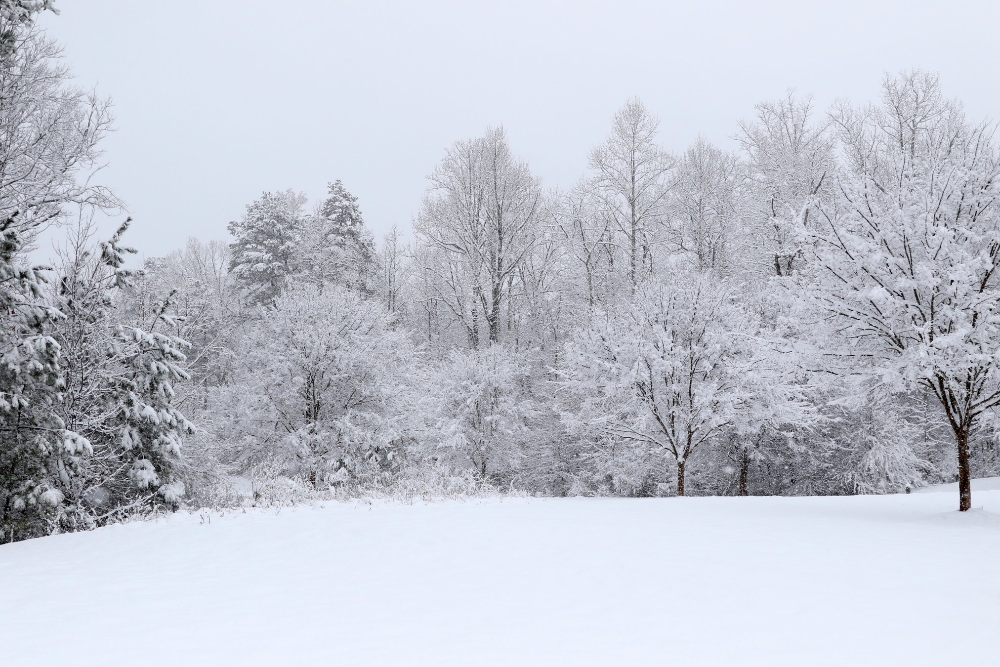 PHOTOS Dawsonville enjoys first snow day of 2020 Dawson County News