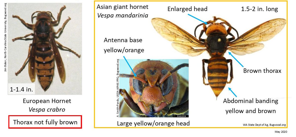 giant hornet