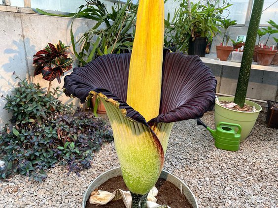 Corpse Flower