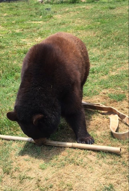 chestatee wildlife 4