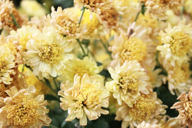 Chrysanthemum