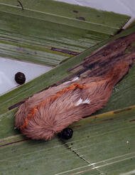 puss_caterpillar.max-1200x675.jpg