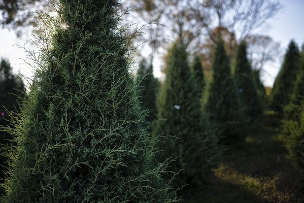 11272020_TREES_12.max-1200x675.jpg