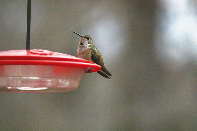 RUFOUS HUMMIINGBIRD 1.jpg