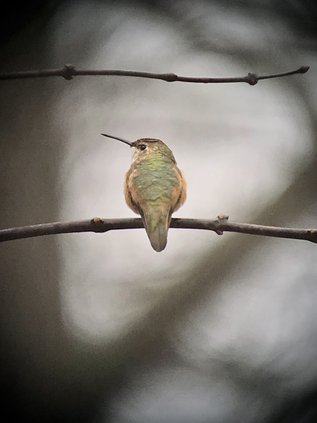 RUFOUS HUMMINGBIRD 2.jpg