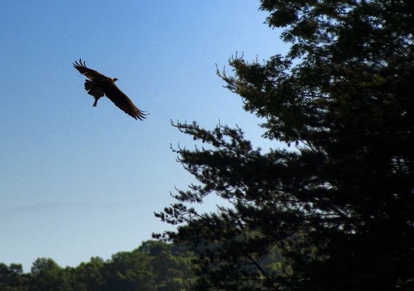 05082021_OSPREY 2 1200x675.jpg