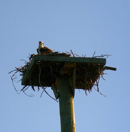 05082021_OSPREY 2 1200x675.jpg