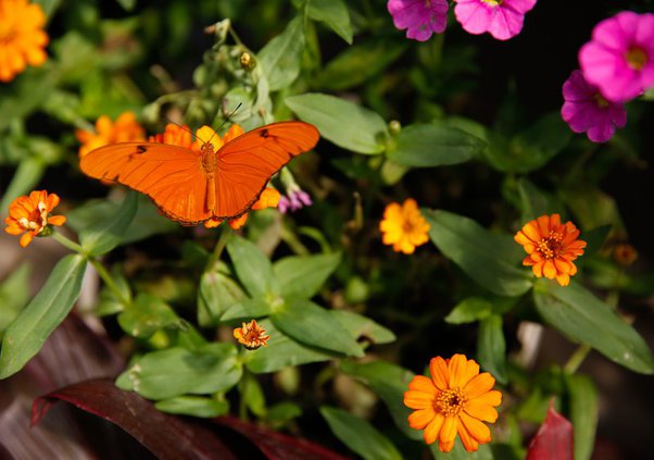 06022019_BUTTERFLY_005.width-800.jpg