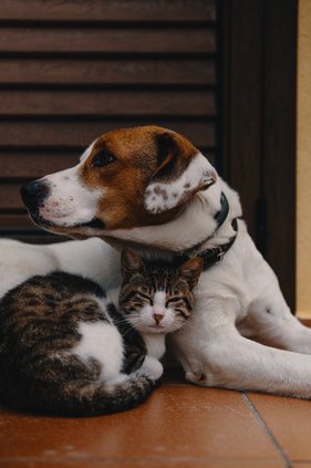 Dog and cat stock