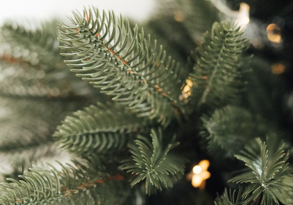 Tree recycling 12262023