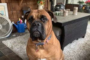 01222024 CUTEST PET 1