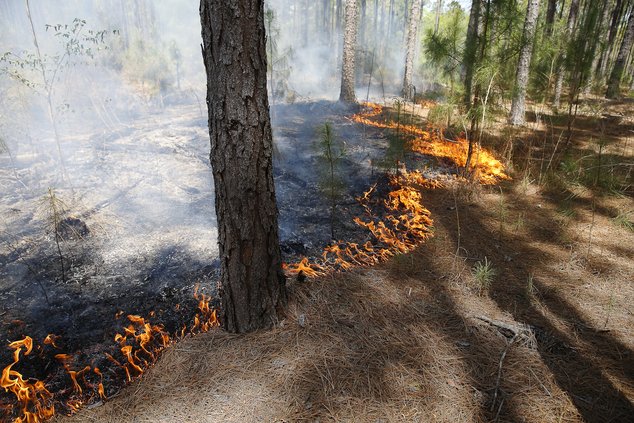 Prescribed burn 03132024