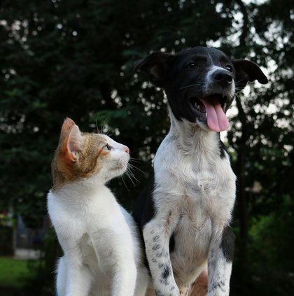 Dog and cat stock