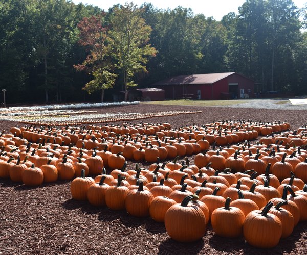 09042024 BURTS PUMPKIN FARM 1.jpg