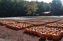 09042024 BURTS PUMPKIN FARM 1.jpg