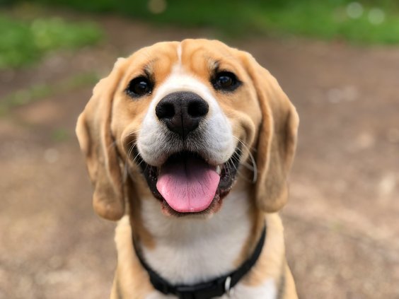 Dog stock photo 09042024