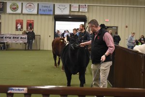 01252025 BEEF COW SHOW 1.jpg