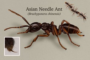 06262025 ASIAN NEEDLE ANT 1