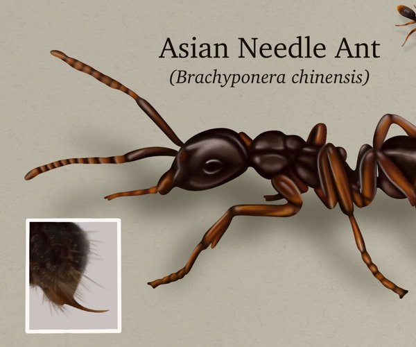 06262025 ASIAN NEEDLE ANT 1