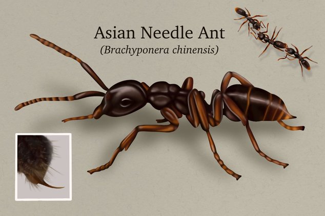 06262025 ASIAN NEEDLE ANT 1