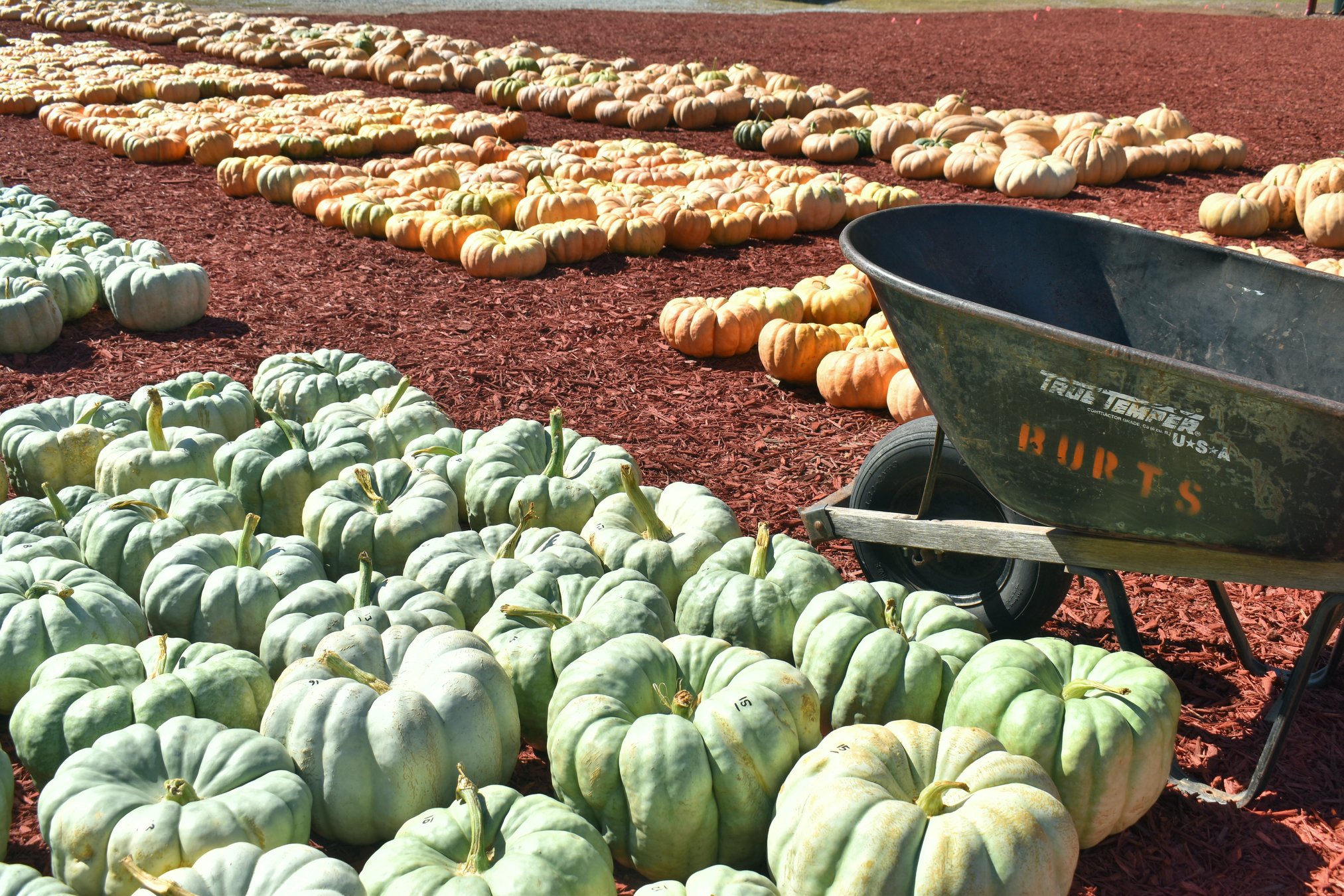 Burt s Pumpkin Farm officially opens for 2025 season Dawson County News
