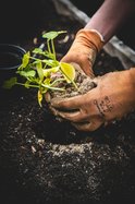 Gardening stock