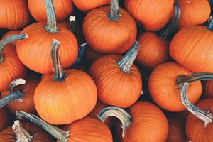 resized pumpkin.jpg