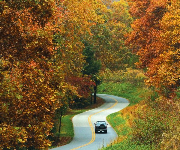 Fall leaves