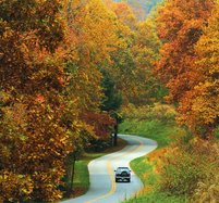 Fall leaves