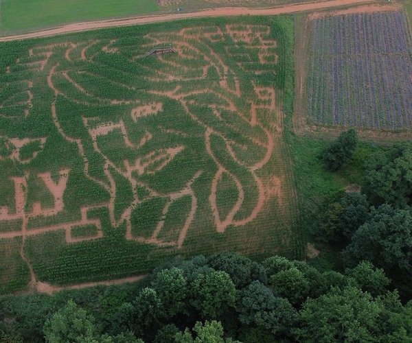 082726 DOLLY MAZE