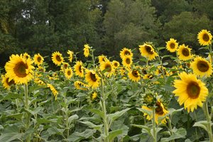 09162023 FAUSETT FARMS 3.jpg
