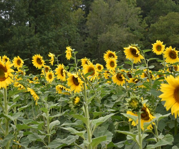 09162023 FAUSETT FARMS 3.jpg