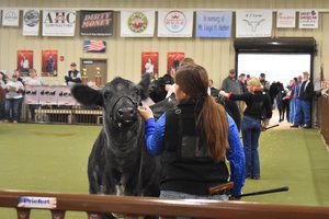 01252025 BEEF COW SHOW 9.jpg