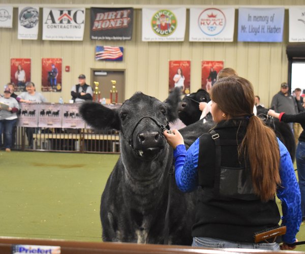 01252025 BEEF COW SHOW 9.jpg